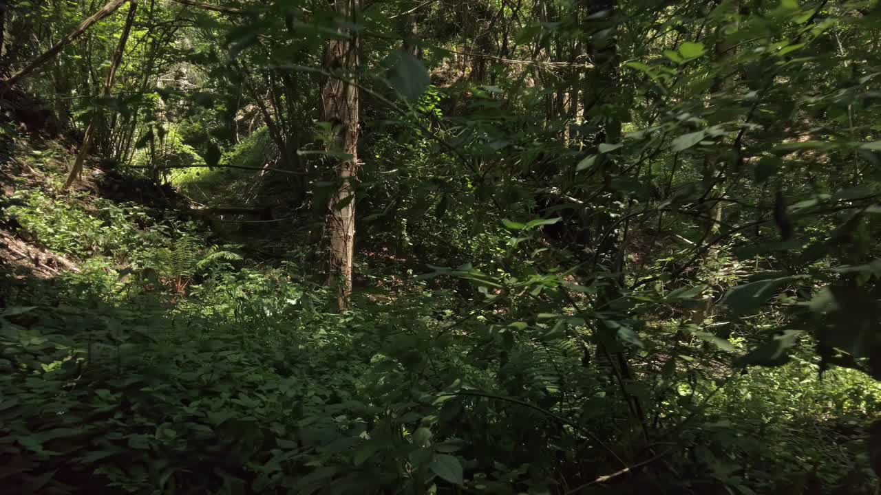 바르셀로나, 카탈로니아, 스페인 빌라드라우 근처의 몬테세니의 깊은 숲에서