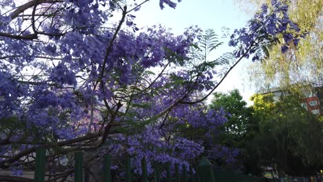 Ramas-Y-árboles-De-Jacaranda-Flores-Violetas-Lilas-Horizonte-De-La-Ciudad-De-Buenos-Aires-En-El-Parque-Urbano-En-El-Barrio-De-Flores