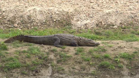 Ein-Muggar-Krokodil,-Das-Aus-Dem-Fluss-Auf-Das-Flussufer-Kriecht