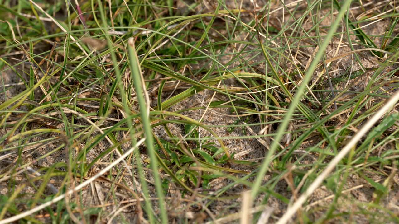 A macro shot of ants (Formicidae) rapidly scurrying across the sandy beach ground in Sweden, weaving through tiny grains of sand and blades of grass.