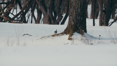 small bird stands on the tree root surrounded by snow in the forest of netherlands