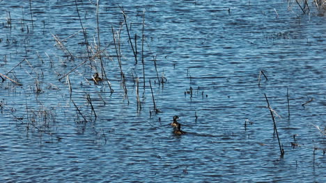 ducks swimming through the lake at bell slough swma in arkansas, usa