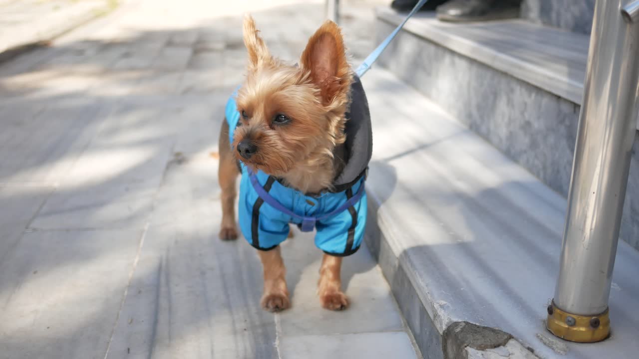 un lindo yorkshire terrier con una chaqueta azul