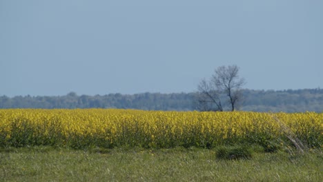 yellow rapeseed field and blurred hill in the background blue sky