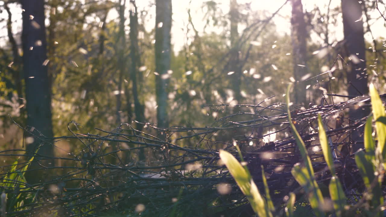 햇빛이 비치는 숲의 전경에 떼를 짓는 곤충의 느린 팬
