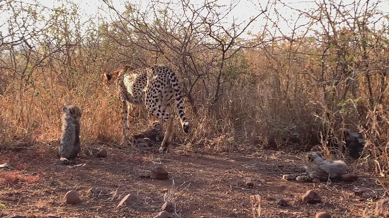 귀여운 어린 새끼들과 함께 있는 치타 어미는 키가 큰 사바나 풀을 탐험합니다