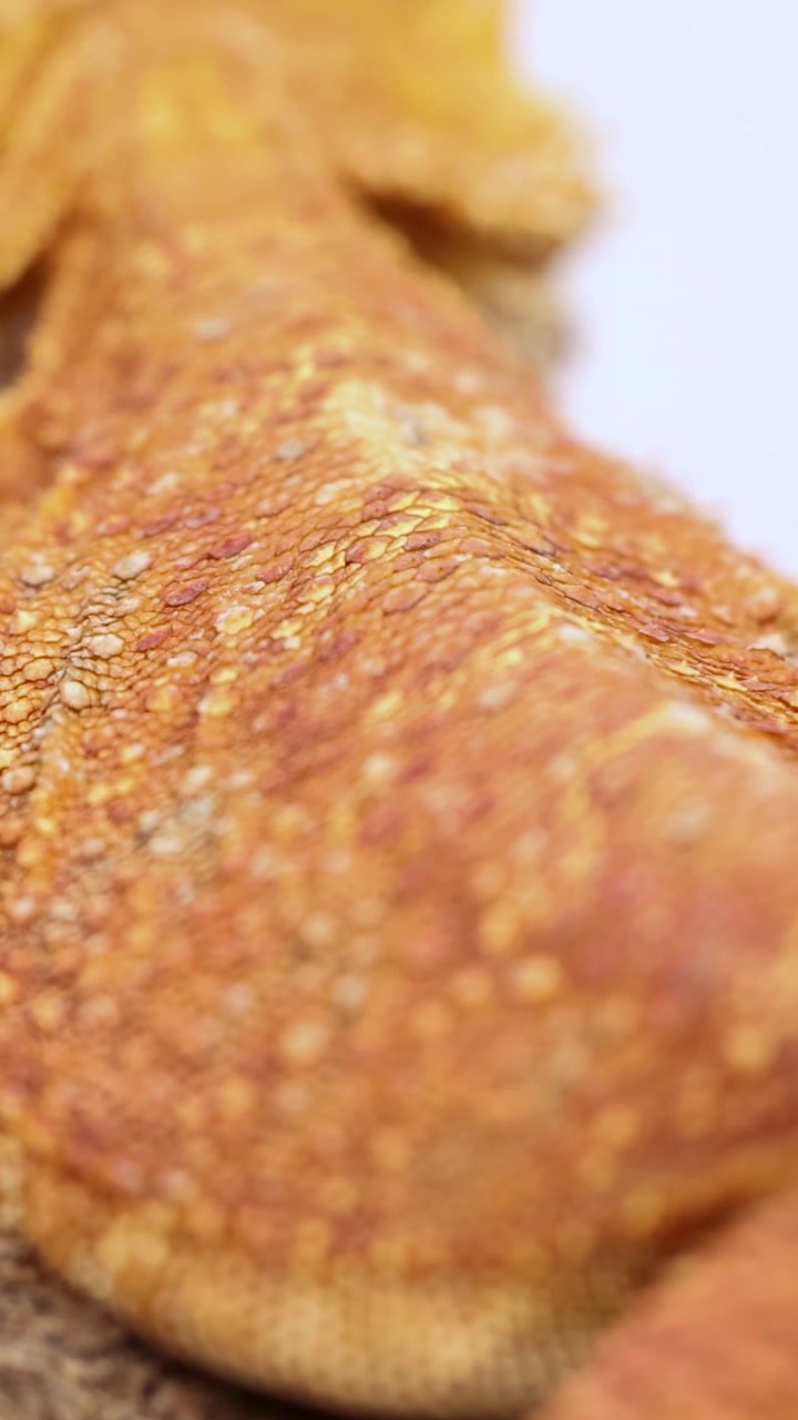 Detailed view of a bearded dragon's vibrant, textured skin under bright lighting, highlighting its unique patterns and colors