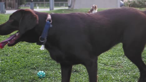 dogs playing in a park