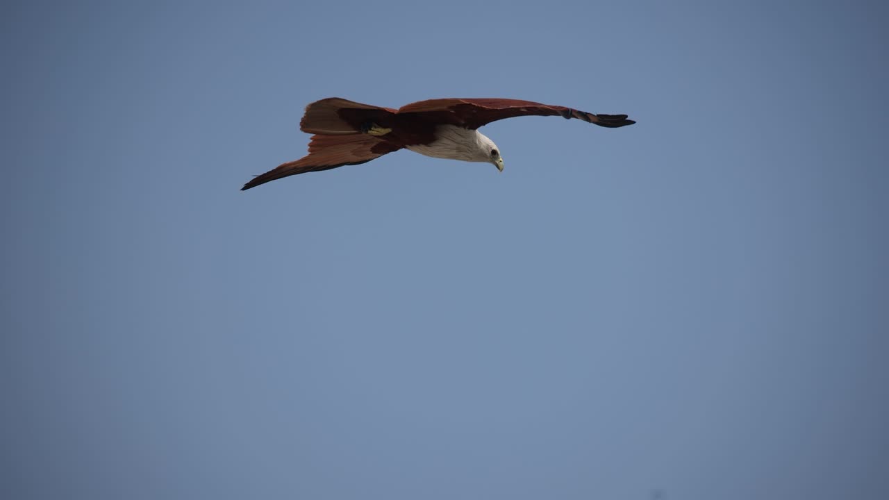 águila flotando sobre el cielo para cazar peces