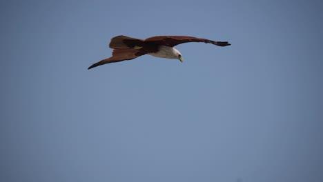 Eagle-hovering-over-the-sky-to-hunt-fish