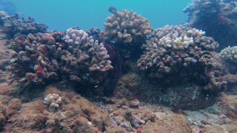 Primer-Plano-De-Un-Gran-Pulpo-De-Arrecife-Salvaje-Que-Cambia-El-Color-De-Camuflaje-Y-La-Textura-De-Su-Piel,-Colorido-Arrecife-De-Coral-Tropical