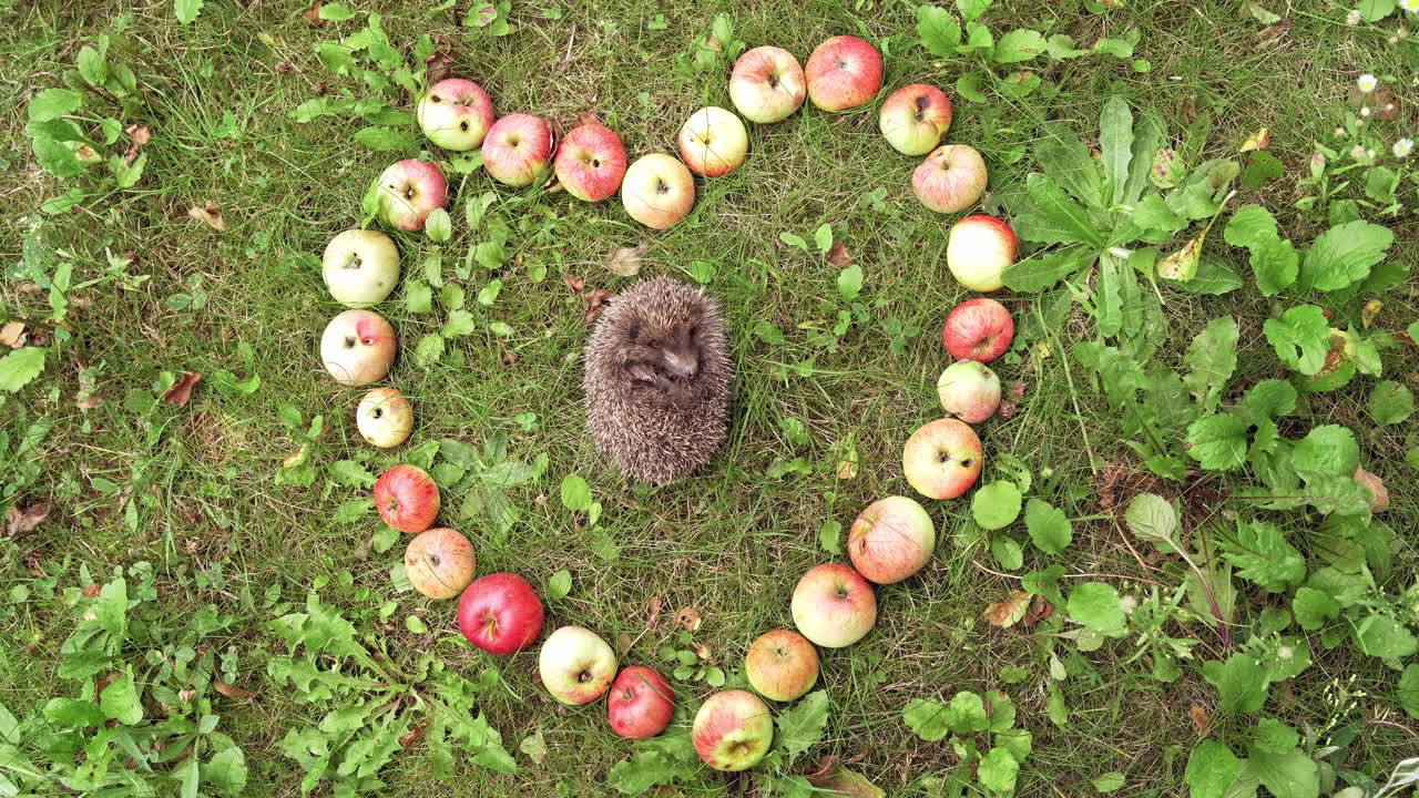 Hedgehog sleeping in grass surrounded by apples. Juicy apples placed on the ground in the form of a heart and small pretty hedgehog sleeps inside.