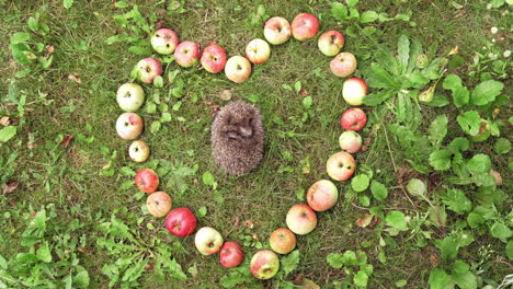 hedgehog sleeping in grass surrounded by apples. juicy apples placed on the ground in the form of a heart and small pretty hedgehog sleeps inside.