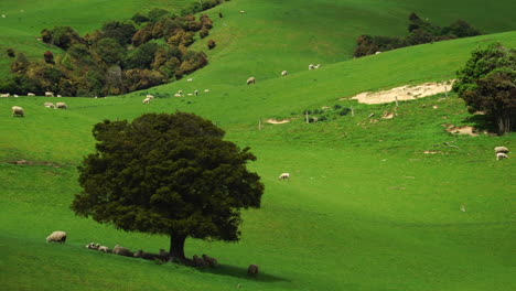 Landschaft-Von-Neuseeland