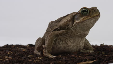 cane toad marine toad side profile while sitting on dirt pile - wide shot