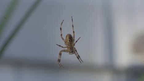 foto macro de una araña tejedora cruzada en el patio trasero, colgando de una telaraña
