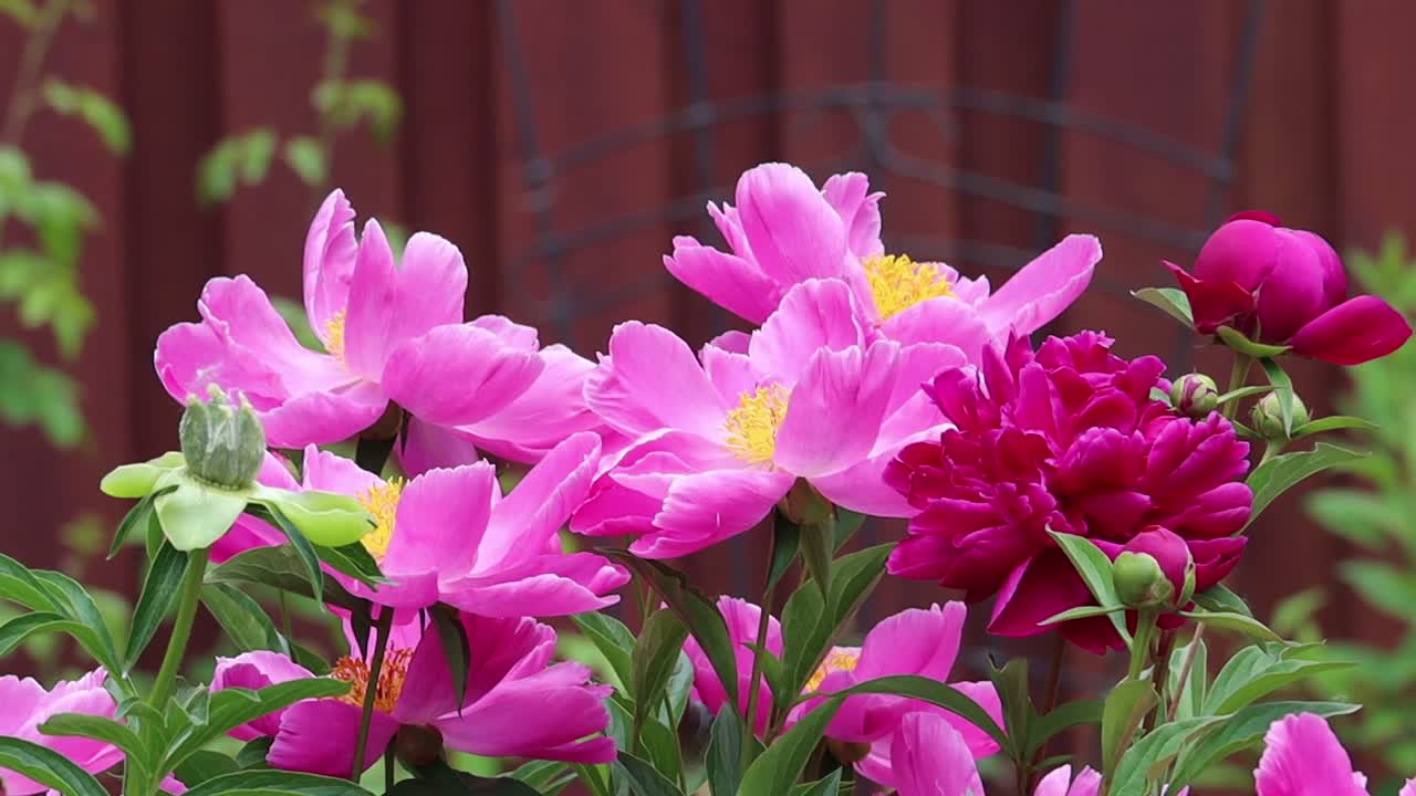 Beautiful pink peonies in the wind