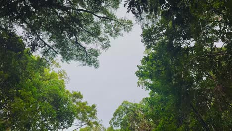 taking a pirogue (hand made canoe) up the river in the rain, into masuala national park in madagascar, africa. pov shot of the trees above the river from the pirogue. 4k