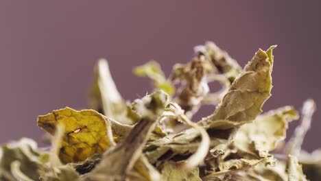 dried mint leaves close-up