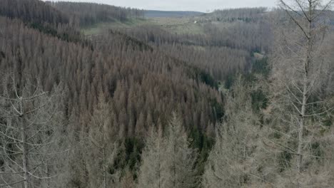 vistas aéreas de drones del parque nacional de harz en alemania central