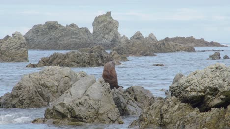 Eine-Pelzrobbe,-Die-Sich-An-Einem-Felsen-Im-Meer-Kratzt