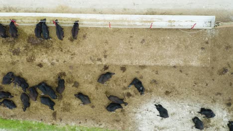 birds eye view of black angus cattle in pen [4k