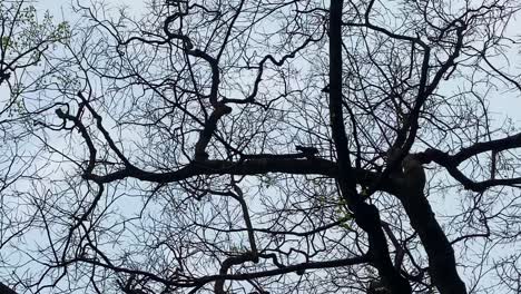 looking up at bare winter tree branches