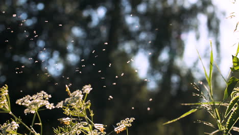 flies hovering around flowers in a meadow