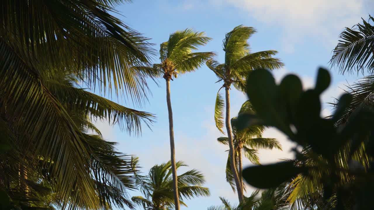 Coconut trees on sunny day swaying in wind on tropical island in Fiji, dolly in
