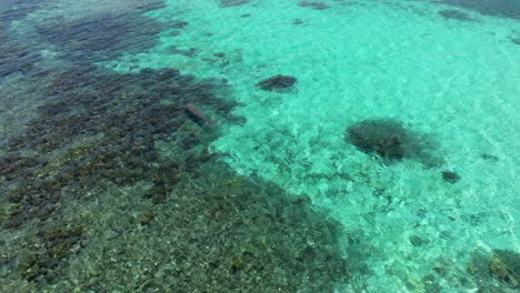 Seekuh-Schwimmt-Auf-Einem-Riff-Im-Flachen,-Kristallklaren-Blauen-Wasser-In-Der-Nähe-Der-Insel-Moso-In-Vanuatu