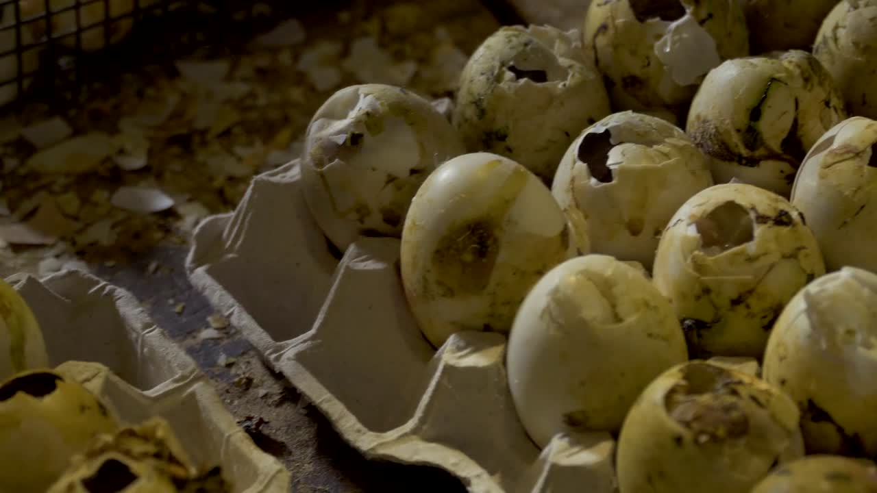 Rugemaskine med tomme æg.