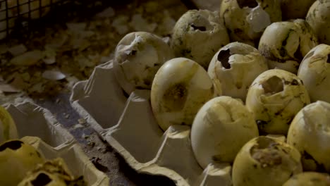incubator with empty eggs