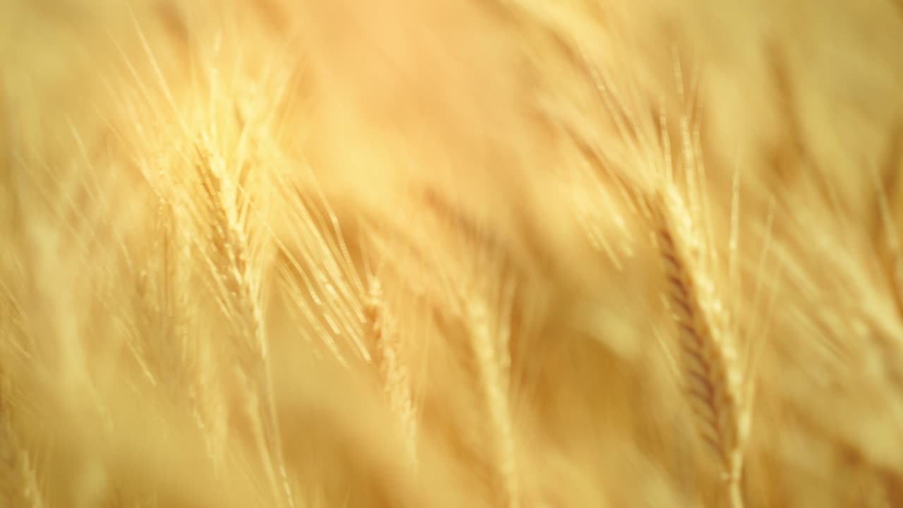 A truly cinematic shot of golden wheat swaying in the summer breeze, bathed in warm sunlight. Captures the peaceful, abundant beauty of nature
