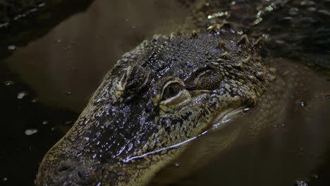 american alligator in a swam close up of the face stalking in the dark