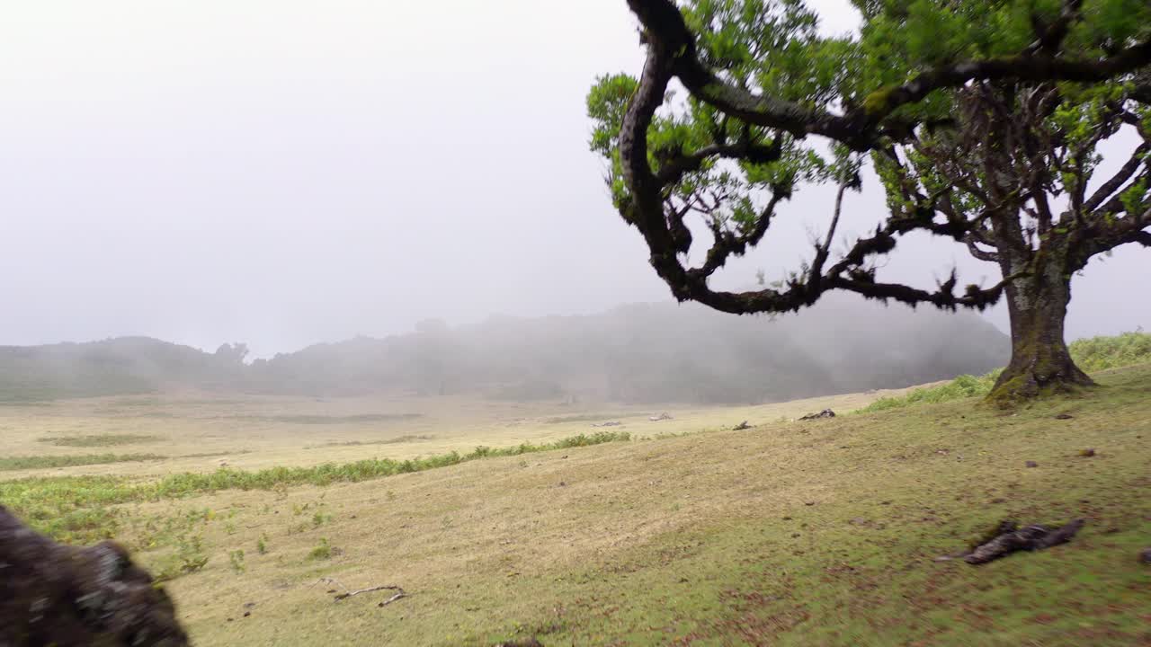 вид с воздуха на лес фанал в мадейре