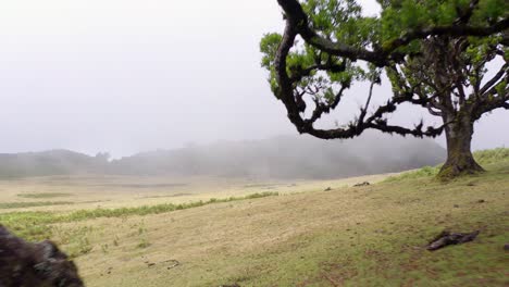 aerial view of the forest fanal in madeira