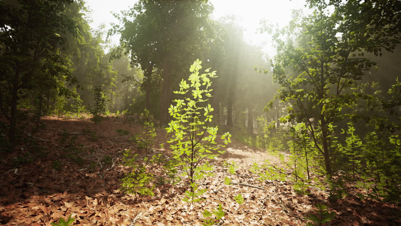un pequeño árbol en un bosque de niebla