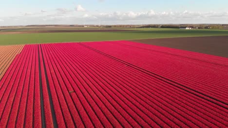 aéreo: tulipanes rosas rojos que crecen en los campos agrícolas de los países bajos, paisaje de 4k