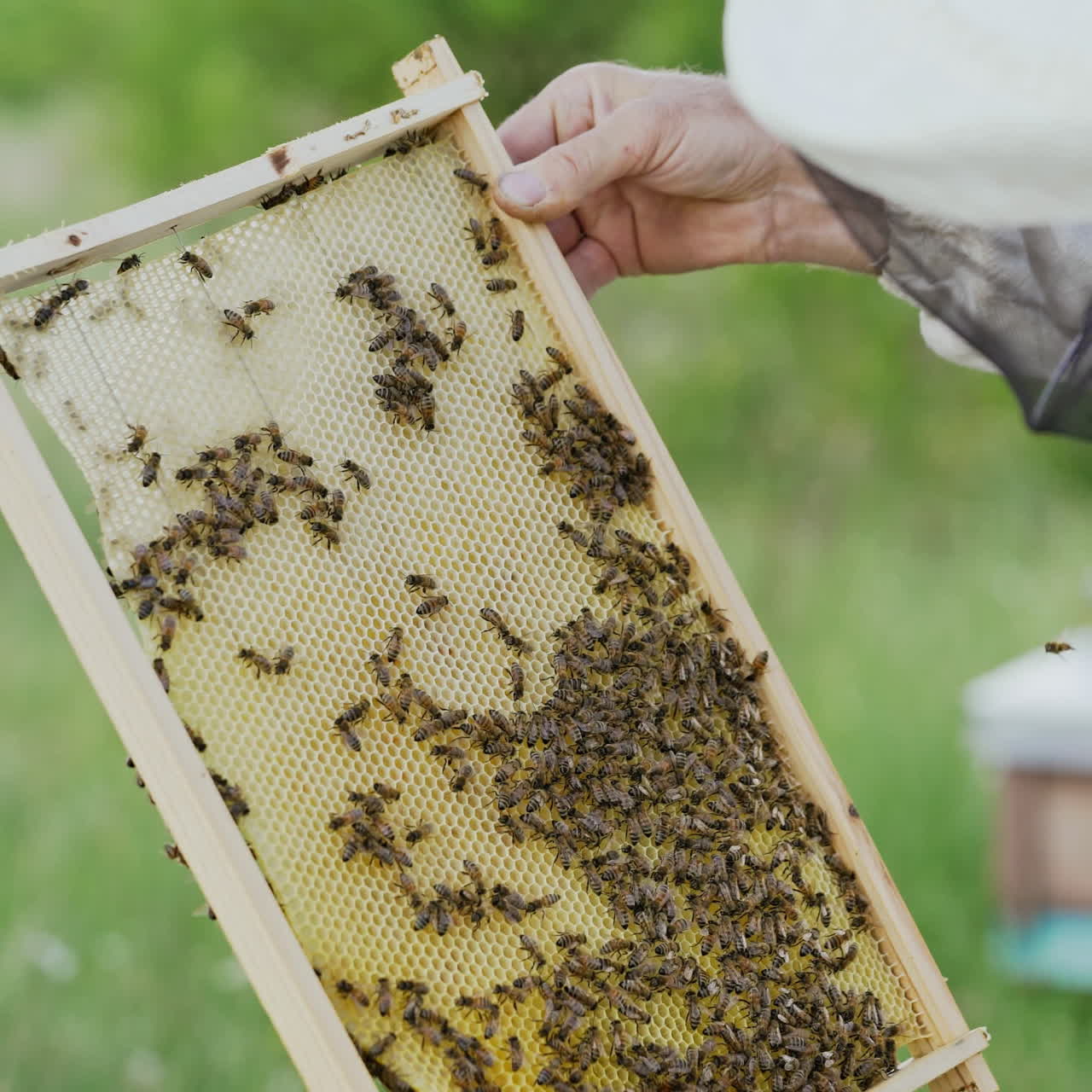 Beekeeper taking a honeycomb with bees off the beehive over the natural summer background. Apiarist inspecting honeycomb frame at apiary. Beekeeping concept.