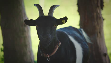 black goat starring into camera, turning head and waving with ear, static slow motion