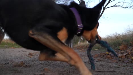 athletic dog runs towards camera to grab toy from ground while turning back to handler