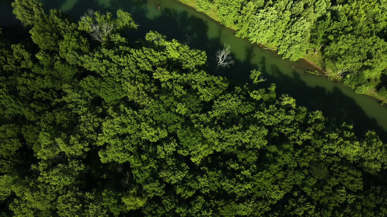 arroyo en la densa vegetación en el parque nacional del lago sequoia en arkansas, ee.uu.