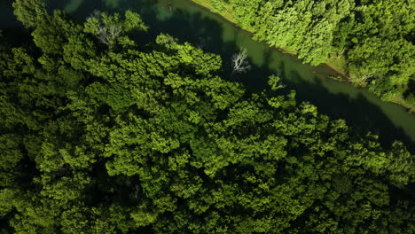 river stream in dense vegetation at lake sequoyah national park in arkansas, usa