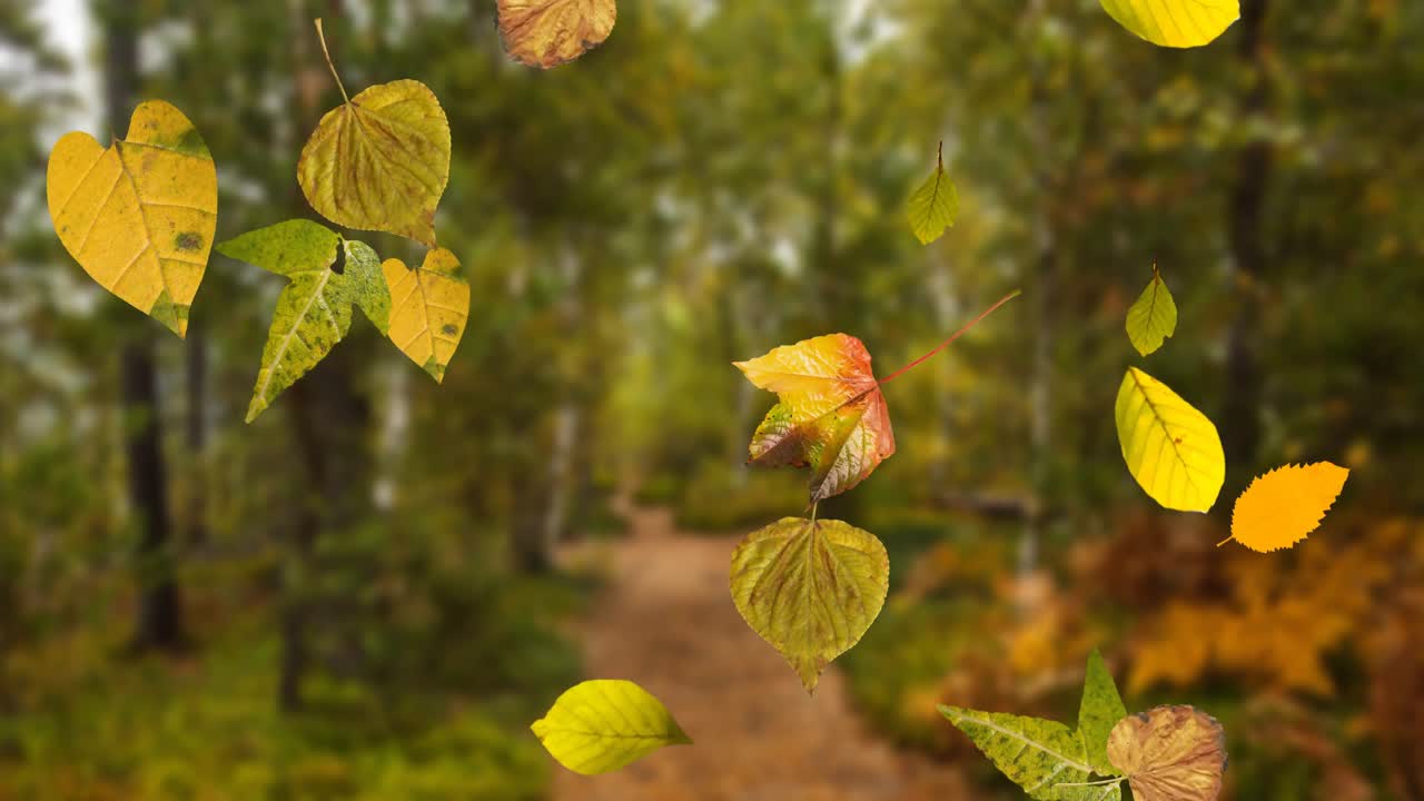 animación de varias hojas de otoño que caen en primer plano