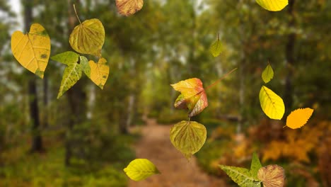 Animation-of-multiple-autumn-leaves-falling-in-the-foreground