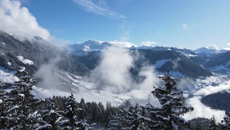 snowy coniferous forest growing in mountainous terrain in winter