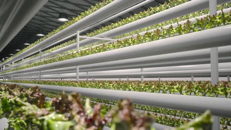 vertical farming system for lettuce production