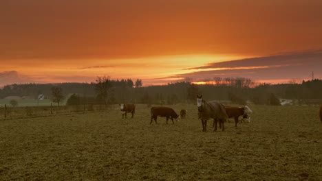 cattle and horses in a countryside field and sunrise or sunset