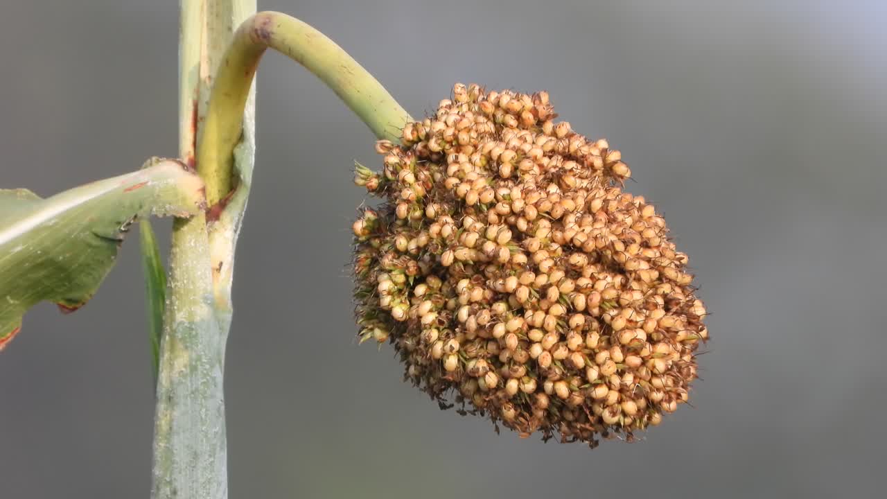 아름다운 옥수수 - 꽃 - 씨앗