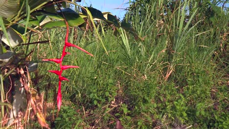 Planta-De-Garras-De-Langosta-Heliconia-Roja-Vibrante-Colgando-En-Un-Paisaje-Tropical